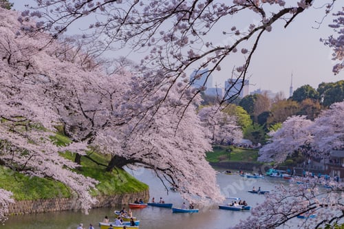 Preview: Cherry Blossoms At Tokyo Chidorigafuchi