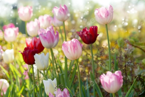 Preview: Tulips Are Blooming In The Garden.