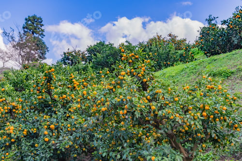 Preview: Mandarin Orange Plantation