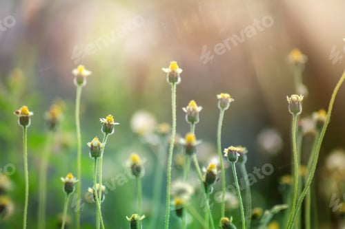 Preview: Soft Focus Of Flower Grass With Sunlight In Summer Season