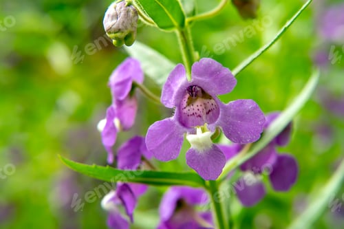 Preview: Close Up Violet Angelonia Goyazensis Benth Flower.
