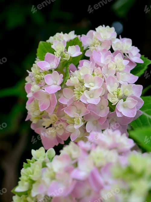 Preview: Close Up Hydrengea Flower.