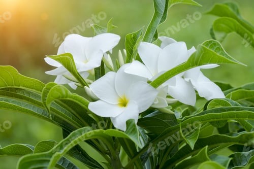 Preview: White Plumeria Pudica Flower On The Tree With Light.