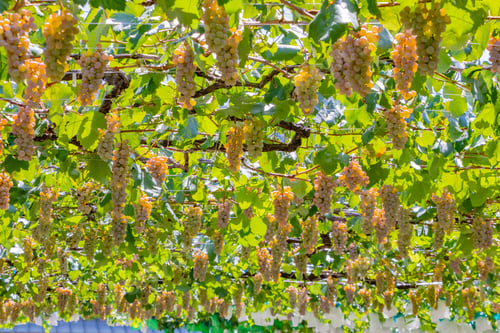 Preview: Grape Shelf In Katsunuma-Cho, Yamanashi Prefecture