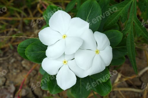 Preview: Madagascar Periwinkle (Catharnthus Roseus G. Don.)