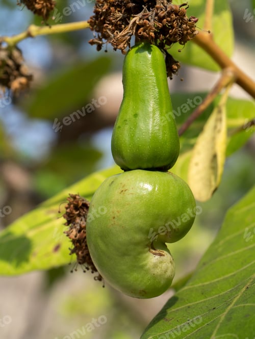 Preview: Cashew Growing On A Tree