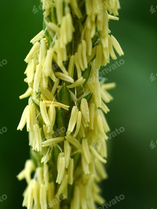 Preview: Corn Flower.