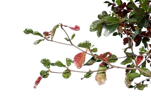 Preview: Tropical Almond Tree After The Autumn And New Leaves Are Growing On White Background.