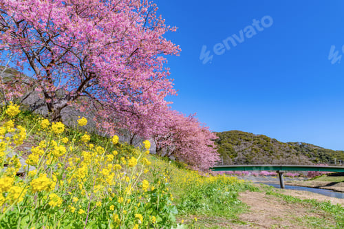 Preview: Kawazu Cherry Blossoms In Minamiizu-Cho, Kamo-Gun, Shizuoka Prefecture