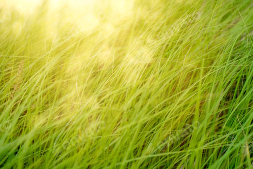 Preview: Soft Focus Of The Long Leaves Grass Background With Sunlight.