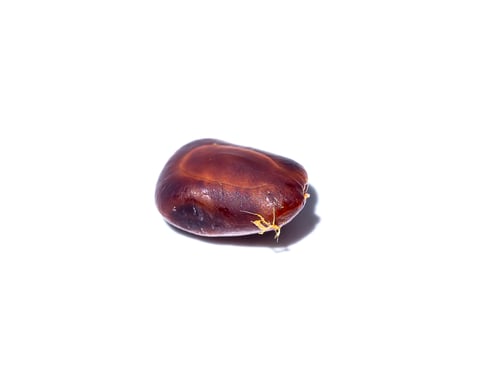 Preview: Close Up Of East Indian Walnut, Rain Tree Or Monkey Pod Seeds (Scientific Name Samanea Saman) On
