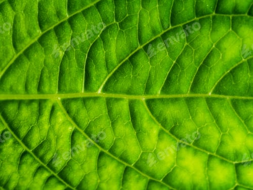 Preview: Close Up Hydrangea Leaf Wallpaper.