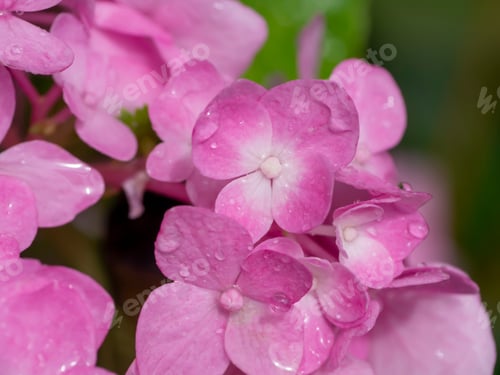 Preview: Macro Image, Close Up Pink Hydrangea Flower With Water Drop.