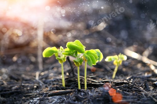 Preview: Green Sprout Growing From Seed