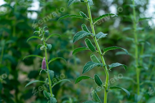 Preview: Sheath Of Sesame Plant On Branch With Leaves. (Sesamum Indicum)