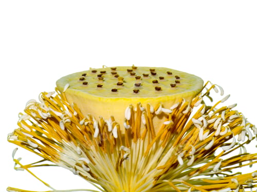 Preview: Close Up Fresh Pollen Of Lotus Flower (Nelumbo Nucifera) On White Background.