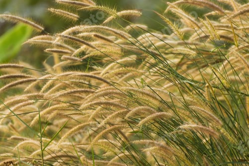 Preview: Flower Grass In The Forest.