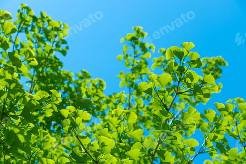Preview: Fresh Green Season