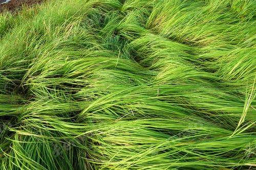 Preview: Grass For Grazing Cattle.
