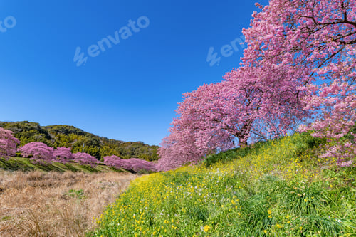 Preview: Kawazu Cherry Blossoms In Minamiizu-Cho, Kamo-Gun, Shizuoka Prefecture