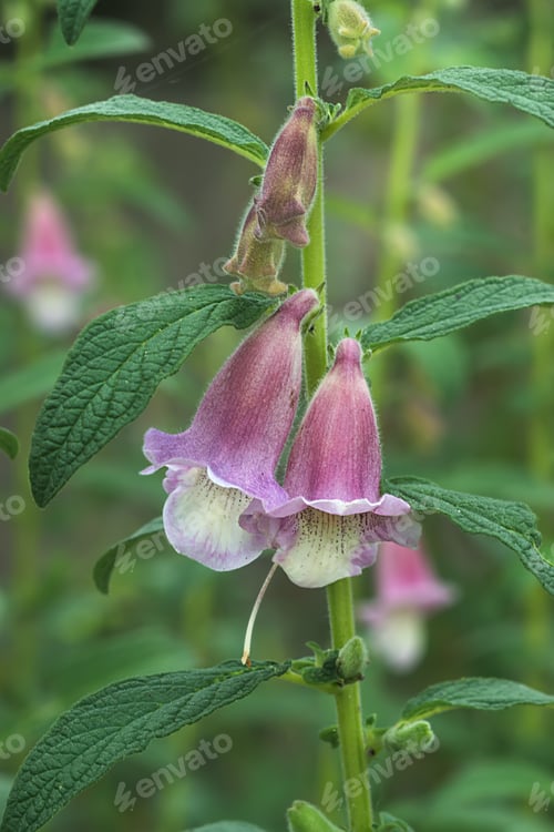 Preview: Pink Flower Of Sesame Plant. (Sesamum Indicum)