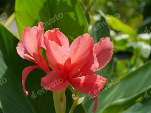 Preview: Pink Indian Shot Flower. (Canna Indica)