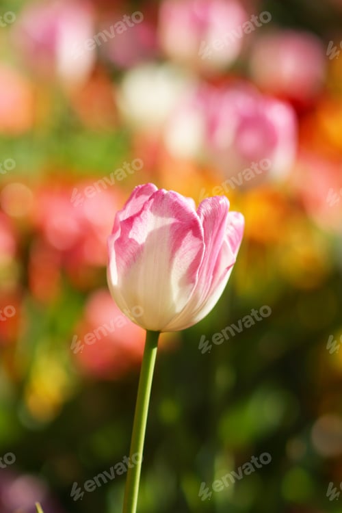 Preview: Tulips Are Blooming In The Garden.