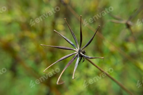 Preview: Seeds Of Cosmos Flower