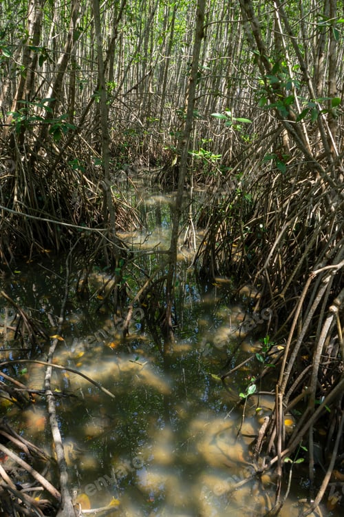 Preview: Mangrove Forest Trail. (Scientific Name Rhizophora Mucronata)