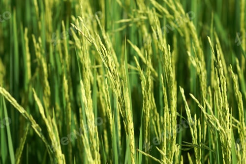 Preview: Young Rice Seeds