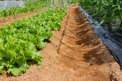 Preview: Lettuce Farm In Early Summer