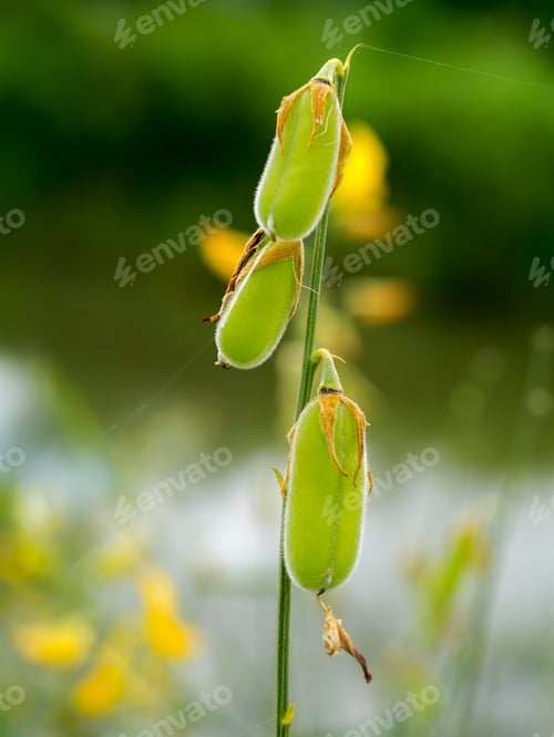 Preview: Close Up Of Sun Hemp Pod Or Call Indian Hemp, Madras Hemp (Crotalaria Juncea)