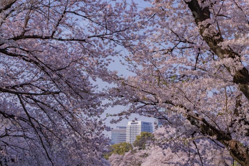 Preview: Cherry Blossoms At Tokyo Chidorigafuchi