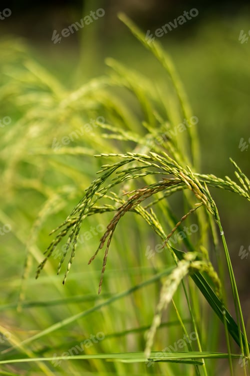 Preview: Bouquet Of Rice Plant