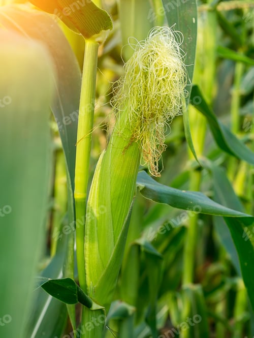 Preview: Close Up Of Young Corn Is Growing With Sunlight.