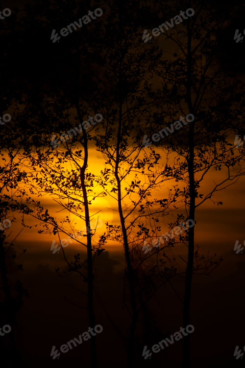 Preview: Silhouette Tree With Sunset Sky