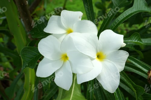 Preview: Branch Of Tropical White Flowers Frangipani (Plumeria) On Dark Green Leaves Background