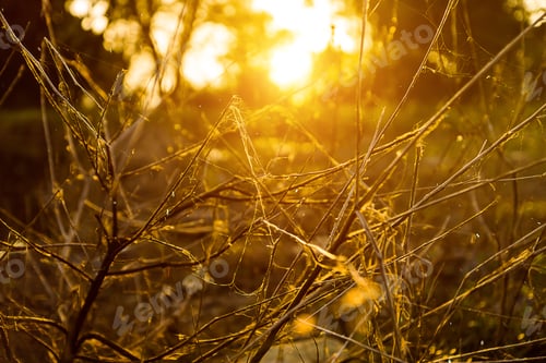Preview: Silhouette Branch With Sunlight.