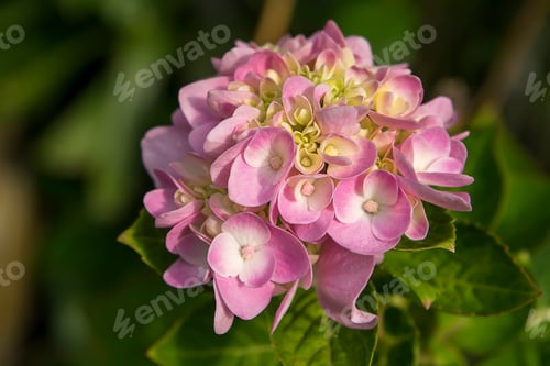 Preview: Macro Image, Close Up Pink Hydrangea Flower.
