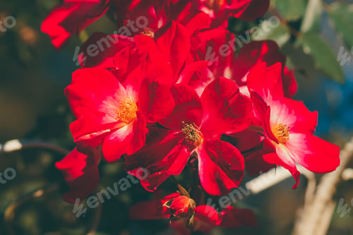 Preview: Close Up Rose Flower In Vintage And Matte Color With Blur Background.