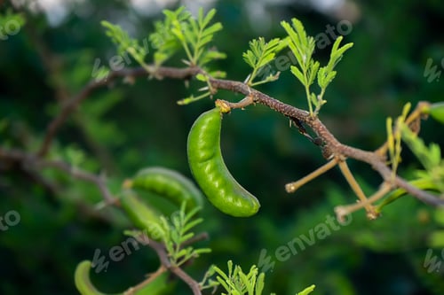 Preview: Close Up Sheath Of Acacia Farnesiana Tree In Blur Background.