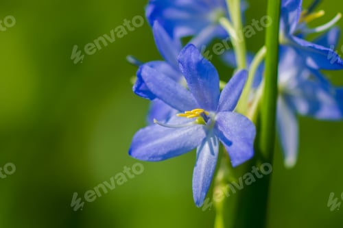 Preview: Light Purple Flowers Of Monochoria Elata Ridl.