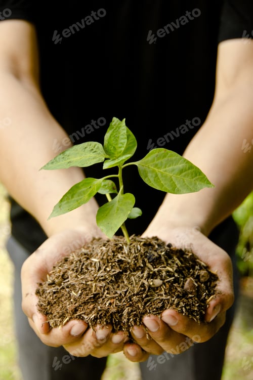 Preview: Growing Tree In Hand