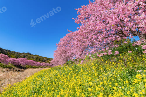 Preview: Kawazu Cherry Blossoms In Minamiizu-Cho, Kamo-Gun, Shizuoka Prefecture