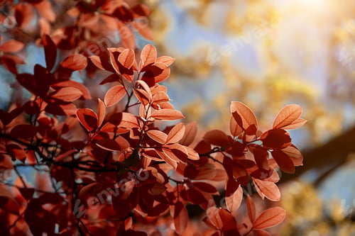 Preview: Smooth And Bright The Leaves In Autumn With Sunlight.