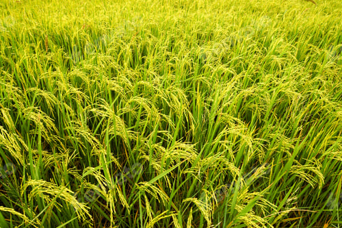 Preview: Rice Fields Near Harvest.