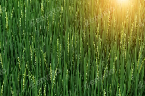 Preview: Fresh Green Leaf Rice Plants And Rice Flower In The Field With Sunlight.