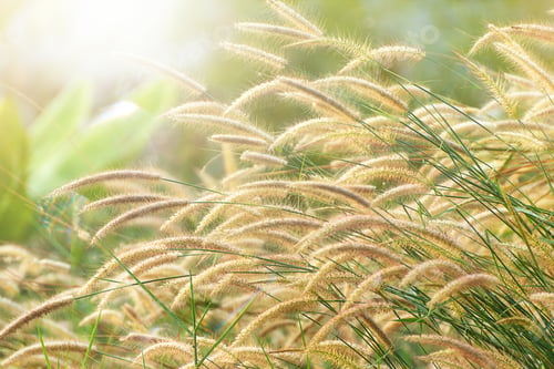 Preview: Close Up The Flower Grass In The Morning With Sunlight And Flare.