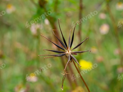Preview: Seeds Of Cosmos Flower With Blur Background.