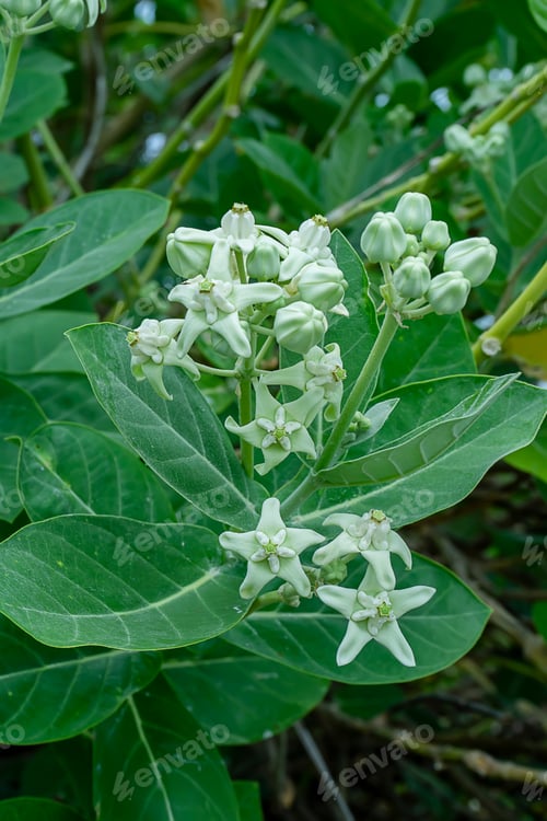 Preview: Close Up Of White Crown Flower Or Calotropis Gigantea.